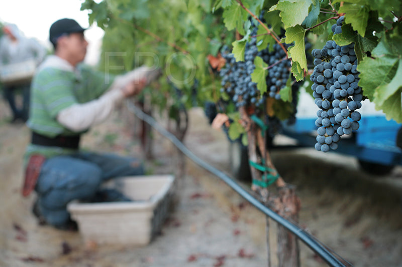 Handcrafted winemaking at Antoniadis Estate Wine.