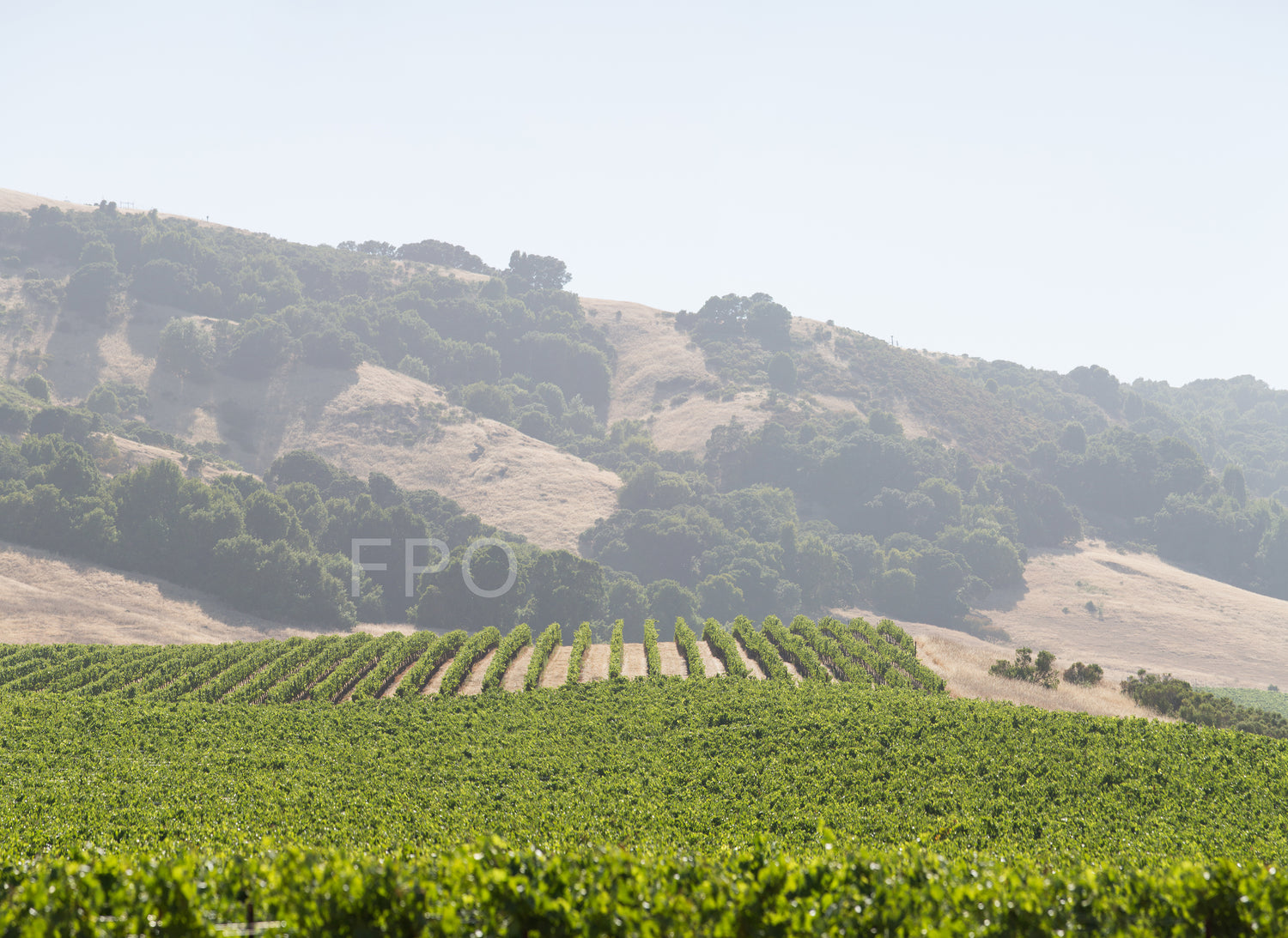 Scenic view of Napa Valley vineyards, home of Antoniadis Estate Wine.