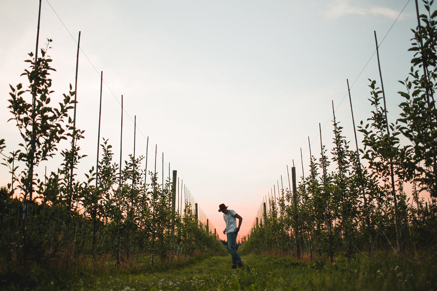 Sustainable practices in the Antoniadis Estate Wine vineyard.